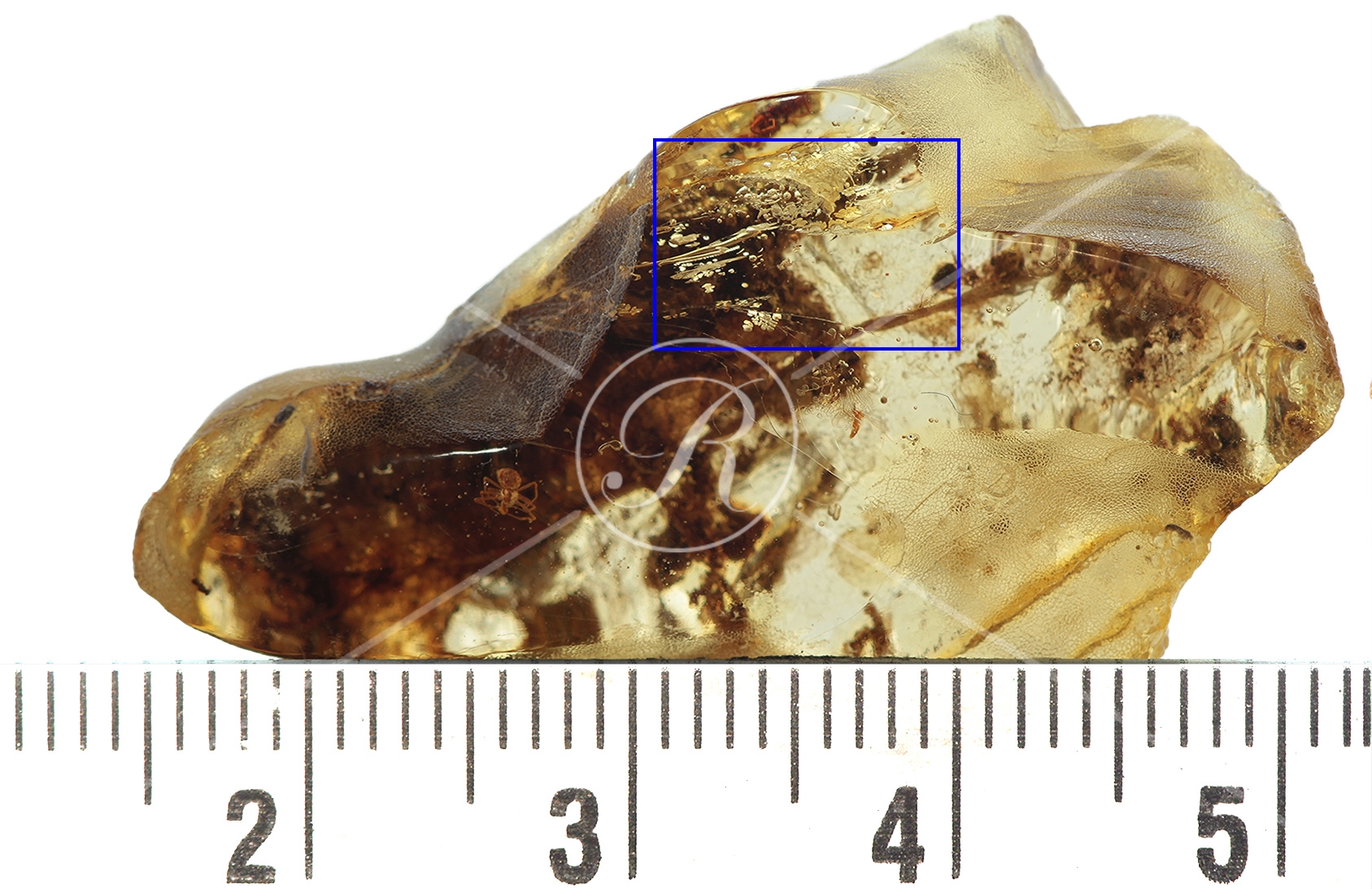 Watermark_212_N139 éch gerbe.jpg